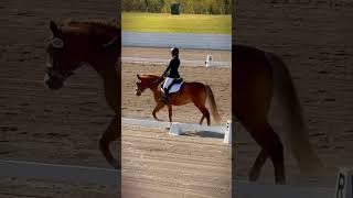 Round ✨eckermann equestrian show dressage championsleague [upl. by Amlez]