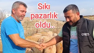 Besi yapmak için kuzu aldık Mehmet abimiz bizi çok zorladı [upl. by Nellda]