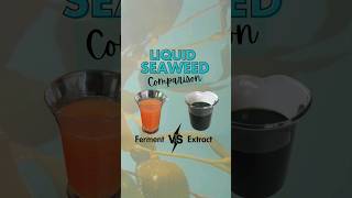 Liquid Seaweed Fertiliser Comparison Ferment vs Extract [upl. by Savinirs]