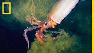 The Amazing Squid  Nat Geo Live [upl. by Royall777]