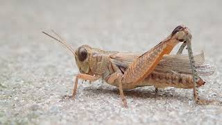 Melanoplus Grasshopper [upl. by Vicky]