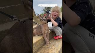 This orphaned caracal kitten has been adopted by a family and then animalshorts [upl. by Nella]