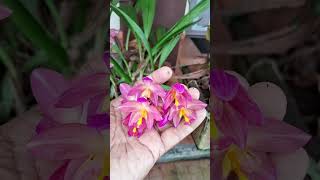 SPATHOGLOTTIS PLICATA GROUND ORCHIDS shorts youtubeshorts garden nature flowers orchid [upl. by Adnohsed]