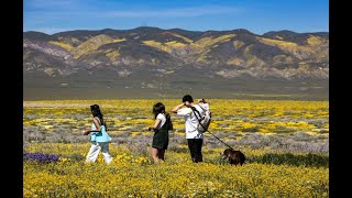 Super bloom may be on the way for California [upl. by Seebeck]