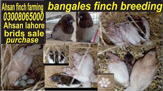 BENGALISOCIETY FINCH BREEDINGbengalese finch singingbengali finch breeding tips BENGALI BREEDING [upl. by Llohcin]