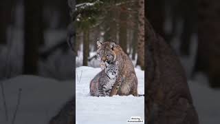 Adorable Canada Lynx Mom Smooches Her Playful Cubs  Rare Wildlife Moments [upl. by Cross]