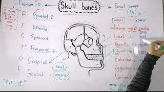 Facial and cranial bones in Urdu \ Hindi  Bones of skull with mnemonics  General anatomy [upl. by Meluhs]