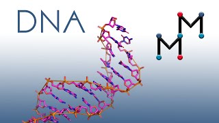 What does DNA REALLY look like 2D Version [upl. by Beatrice865]