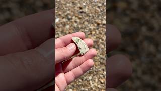 Leaves on the vine 🍃 amigunnagetlucky beachcombing [upl. by Nuahs]