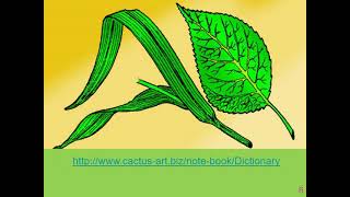 Visible Biology Bites  Monocot vs Dicot Plants [upl. by Yesnyl]