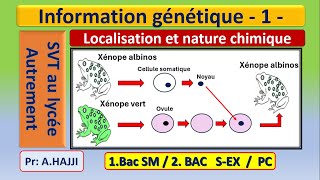 Information génétique nature chimique et localisation dans la cellule [upl. by Lenahtan204]