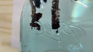 Making colloidal copper time lapse [upl. by Judah]