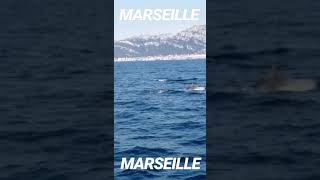 Ecole de voile La Nautique  dauphins en rade de Marseille  été 2019 [upl. by Burleigh]