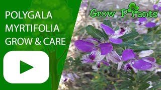 Polygala myrtifolia  grow and care [upl. by Minette824]