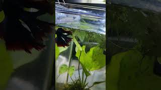 Betta Fish Feeding Frenzy with Bloodworms BettaFish BloodwormFeeding [upl. by Dimmick]