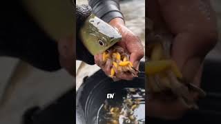 Ils nOnt Jamais Vu un Poisson Faire Ça😱 [upl. by Otsenre]