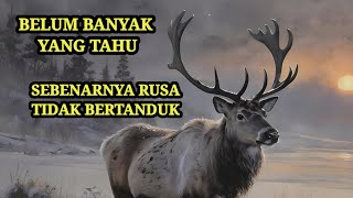 Rusa yang sebenarnya tidak bertanduk rahasiaalamliar temantidur [upl. by Friedrich]