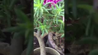 moss rose in garden grow garden gardeningdiaryrosetips youcandoitgardening [upl. by Aivat]