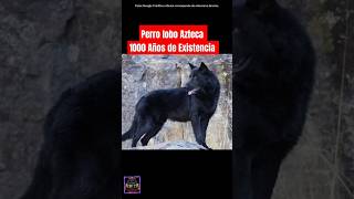 Perro Lobo Azteca Calopuh más de 1000 Años de Existencia Mitad perro Mitad Lobo perros lobos [upl. by Zevahc]