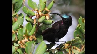 Amethyst Sunbird male song [upl. by Dlorej]