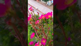 Portulaca flower 🌸🌸portulaca portulacaflower ghashful nature gardening shortsviral shorts [upl. by Octavla]