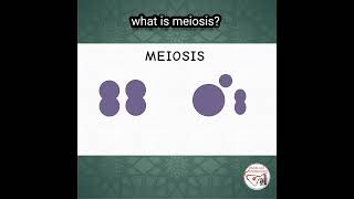 WHAT IS MEIOSIS  meiosis cellbiology genetics [upl. by Dame]