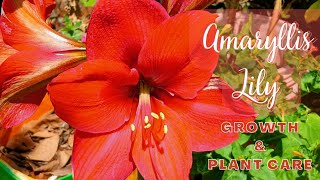 Amaryllis Lily  Growth amp Care  How to plant Amaryllis Lily in the garden [upl. by Yorgerg]