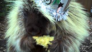 quotTeddyquot the porcupine has WAY TOO MUCH corn on New Years [upl. by Frierson]