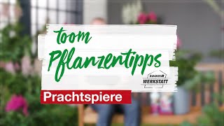 toom Pflanzentipps Prachtspiere  toom Baumarkt [upl. by Annola]