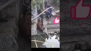 The process of rescuing a horse that has fallen into a drainage canal [upl. by Coward]