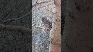 Owl stalking its prey Animal attack owl hunting Pacific Northwest pnw [upl. by Flemming611]