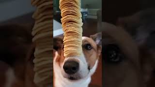 Pringles dog 🐶❤️🐕🤣🥰🚀🌈✅ [upl. by Ahtreb]