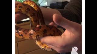 okeetee corn snake [upl. by Corbet]