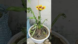 Verbena plant Gazania plant care tips ☘️☘️☘️ [upl. by Deanne656]