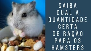 Saiba qual a quantidade certa de ração para o hamster [upl. by Nilat142]