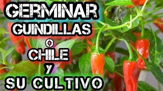 🌶️ Cómo GERMINAR SEMILLAS De Chile o GUINDILLAS EVOLUCIÓN Hasta Su cosecha Germinar Pimientos [upl. by Walcott]