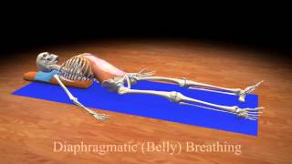 Diaphragmatic Belly Breathing [upl. by Trevorr]