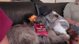 Dogs vs Robots  Doritos Spec Commercial [upl. by Moulden]