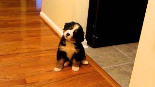 8 week old Bernese Mountain Dog Puppy Barleigh [upl. by Leahcam687]