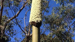 Xanthorrhoea species Gulgadya Cadigal Grass Tree [upl. by Neelie]