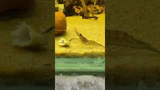 monster shrimp 🦐 shorts youtubeshorts shrimp aquarium subscribe [upl. by Masterson]