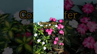 Balsom Plants for sale plants garden balsam plantsale shorts trending [upl. by Arnelle]