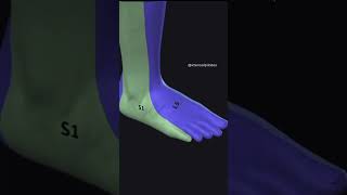 Dermatome of lower limbshortsfeedphysiotharapisthumananatomythephysiodoctorhumanbodyshort [upl. by Loftis]