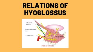 Relations of Hyoglossus  Muscles of Tongue  Anatomy of Tongue  Anatomy Simplified [upl. by Ynnaffit484]