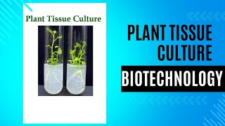 plant tissue culture steps types callus cell suspension meristem anthar protoplast class [upl. by Therese]