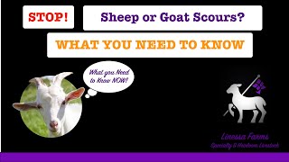 Diarrhea and Scours in Lambs Sheep Goats and Kids What You Need to Know [upl. by Auhesoj]