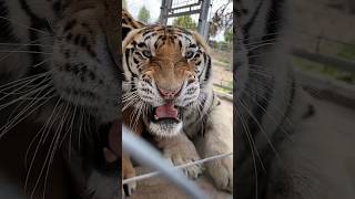 Tiger like  Make my video also 🤧🐯 tigerlife wildcats lion tiger zoo tigerfamily wildlife [upl. by Esaele]