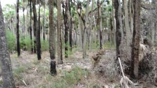 Cathedral of Palms Florida Trail St Marks NWR [upl. by Dav]