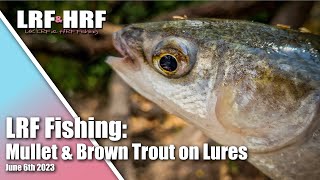 LRF Fishing Mullet on Mepps amp Brown Trout on Lures [upl. by Alel446]