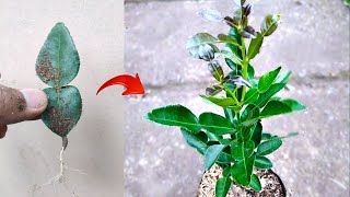 New skills How to grow a Kaffir lime tree from kaffir lime leaves in pot [upl. by Arahas]